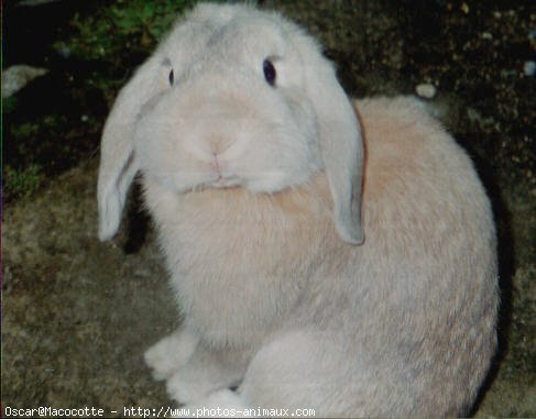 Photo de Lapin