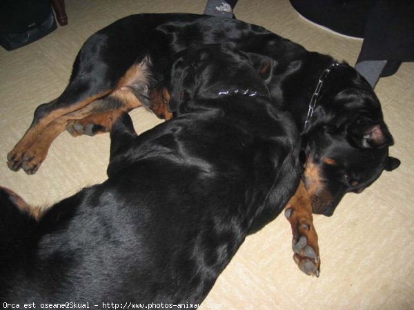 Photo de Rottweiler