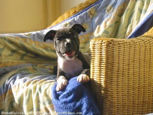 Photo d'American staffordshire terrier