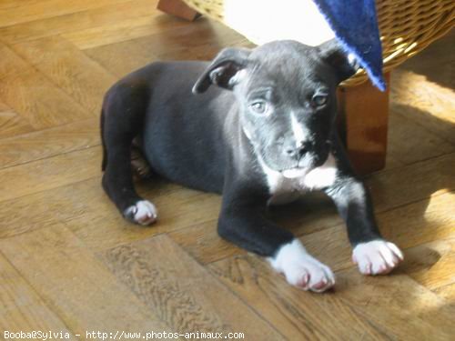 Photo d'American staffordshire terrier