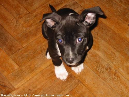 Photo d'American staffordshire terrier