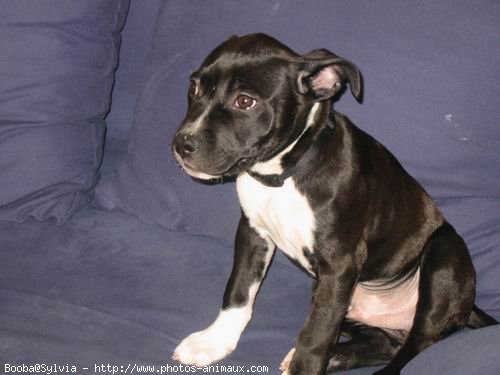 Photo d'American staffordshire terrier