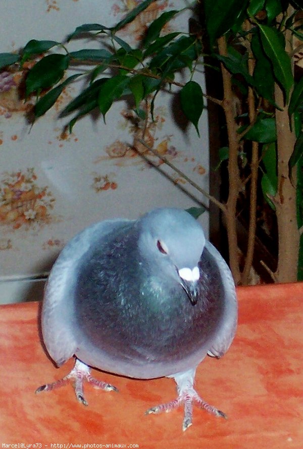 Photo de Pigeon