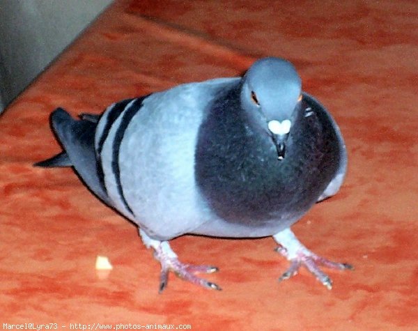 Photo de Pigeon