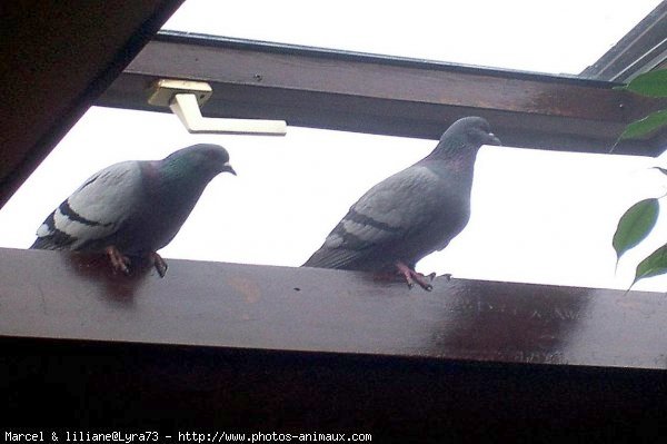 Photo de Pigeon