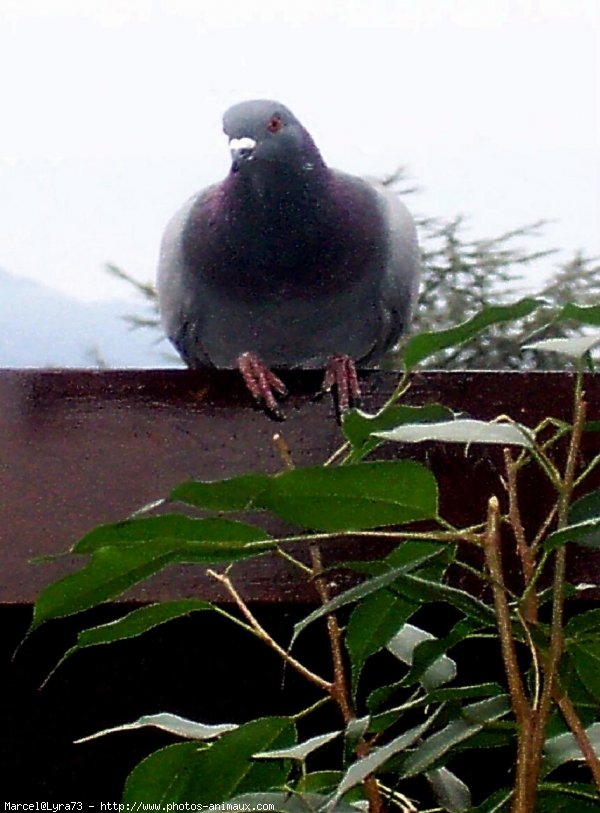 Photo de Pigeon