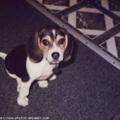 Photo de Beagle