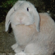 Photo de Lapin