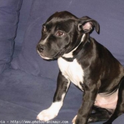 Photo d'American staffordshire terrier