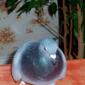 Photo de Pigeon