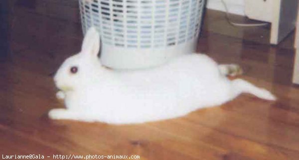 Photo de Lapin