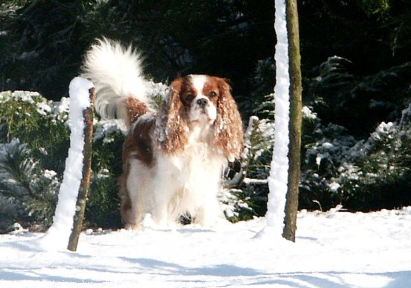 Photo de Cavalier king charles spaniel