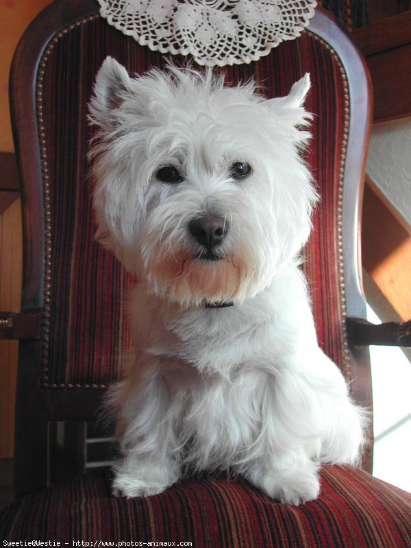 Photo de West highland white terrier