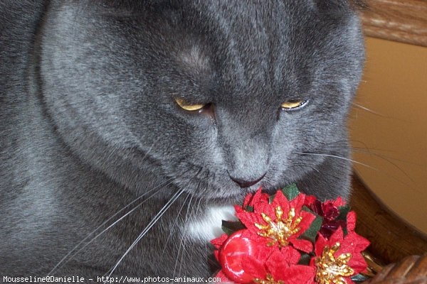 Photo de Chat domestique