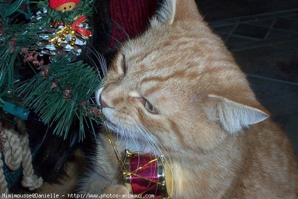 Photo de Chat domestique