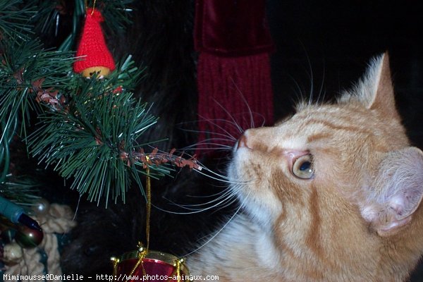 Photo de Chat domestique