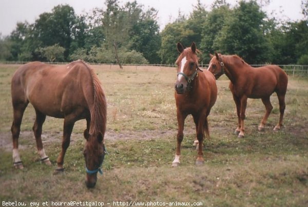 Photo de Races diffrentes