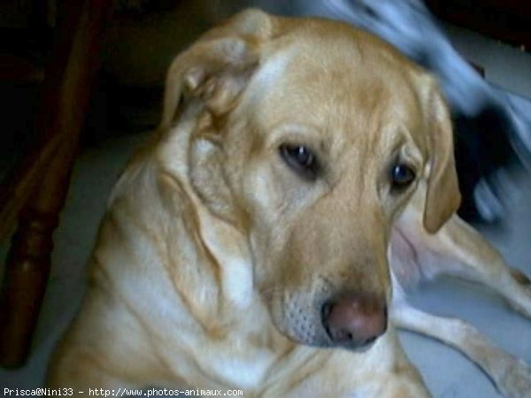 Photo de Labrador retriever