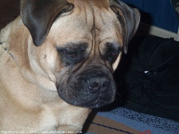 Photo de Bullmastiff