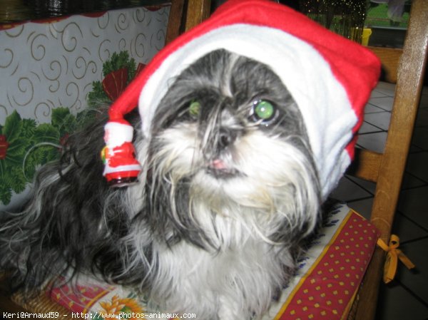 Photo de Shih tzu