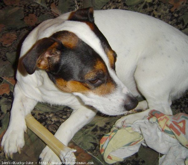 Photo de Jack russell terrier