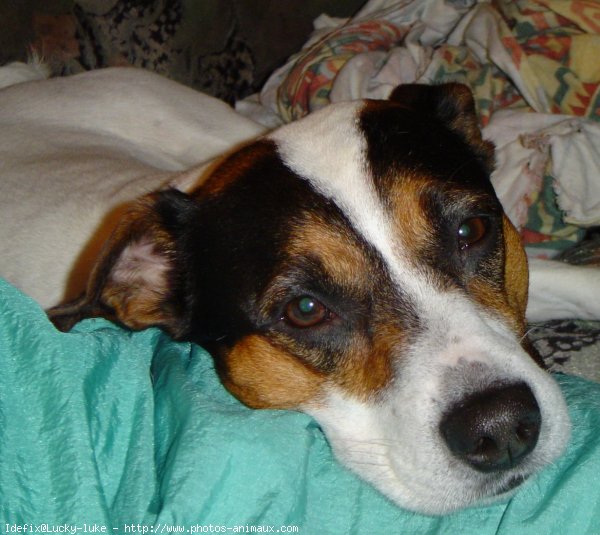 Photo de Jack russell terrier