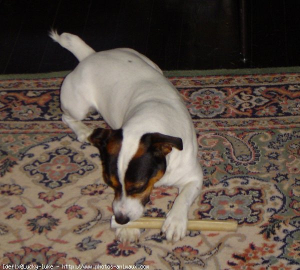 Photo de Jack russell terrier