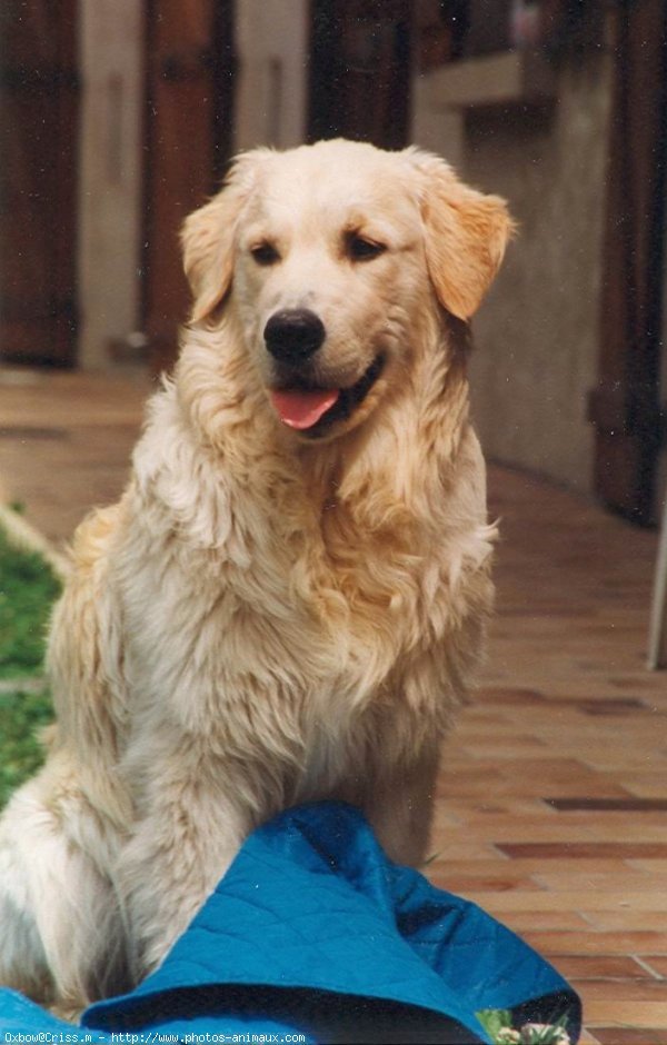 Photo de Golden retriever