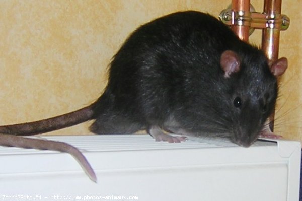 Photo de Rat