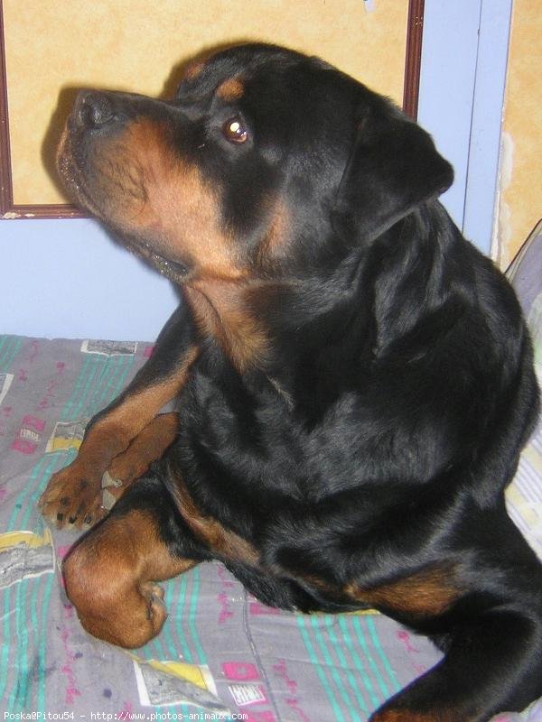 Photo de Rottweiler