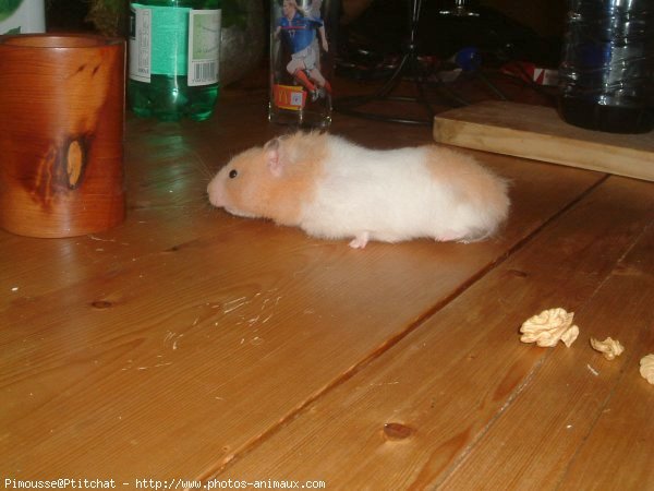 Photo de Hamster