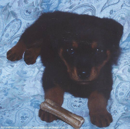 Photo de Rottweiler