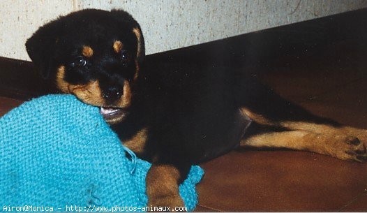 Photo de Rottweiler