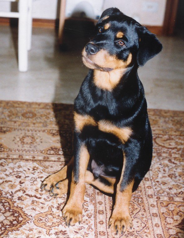 Photo de Rottweiler