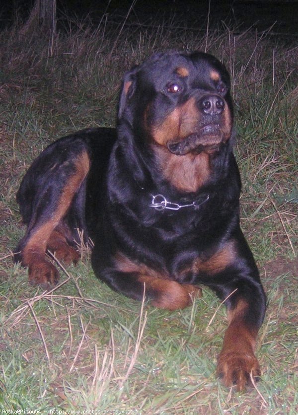 Photo de Rottweiler