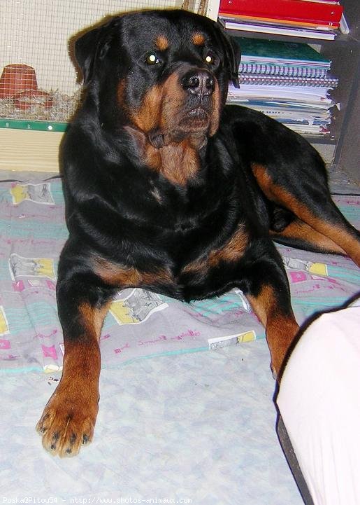 Photo de Rottweiler