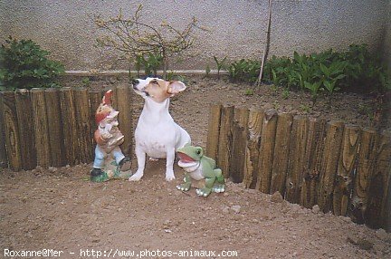 Photo de Jack russell terrier