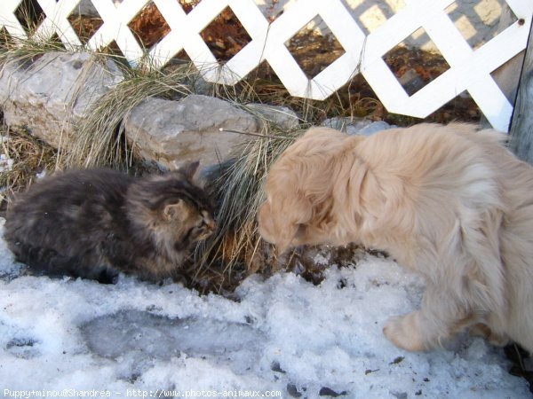 Photo de Races diffrentes