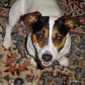 Photo de Jack russell terrier