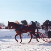 Photo de Quarter horse