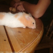 Photo de Hamster