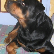 Photo de Rottweiler