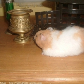 Photo de Hamster