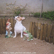 Photo de Jack russell terrier