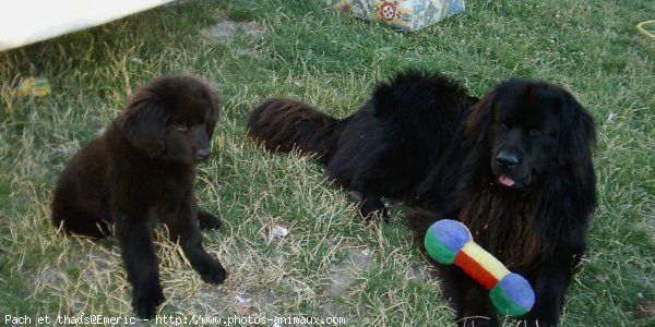 Photo de Chien de terre-neuve