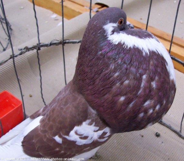 Photo de Pigeon