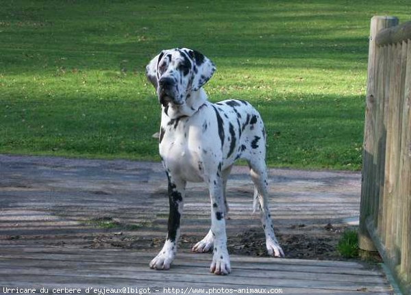 Photo de Dogue allemand