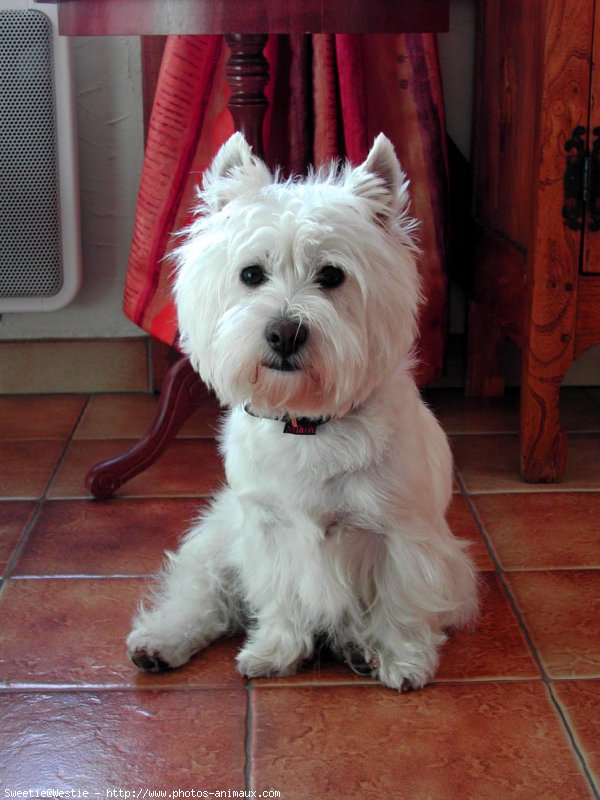 Photo de West highland white terrier