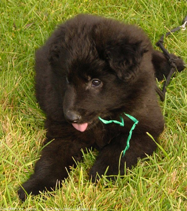 Photo de Berger belge malinois