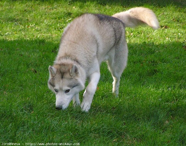 Photo de Husky siberien